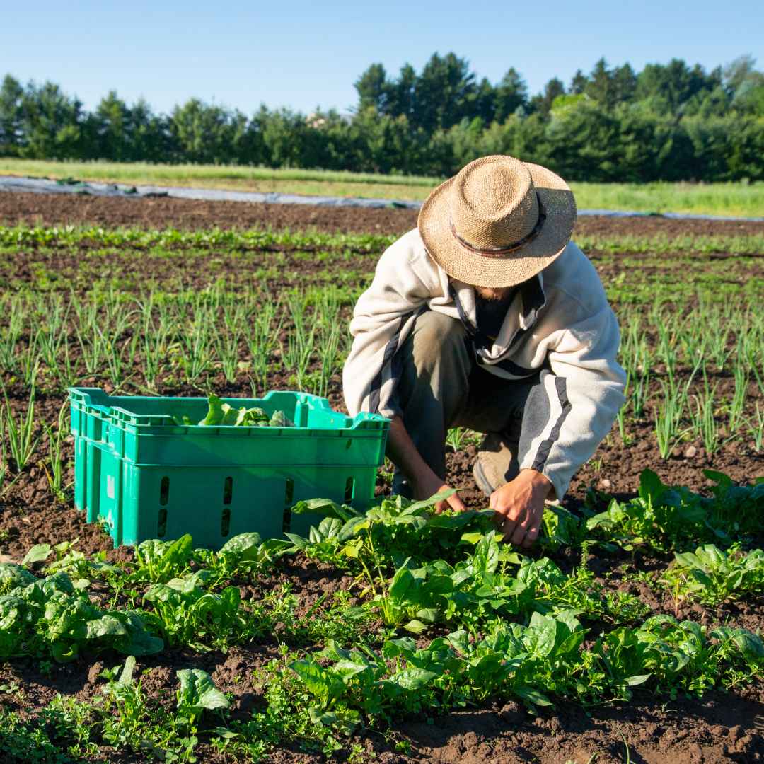 Plantsitter Landwirtschaft